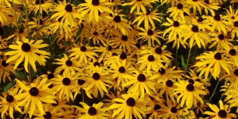 Rudbeckia (45 fotek): jak pěstovat zlatý míč ve vaší zahradě